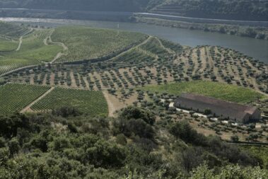 Quinta do Vale Meão, Portugal, is set amid vineyards cascading toward the Douro River. Photos: Quinta do Vale Meão