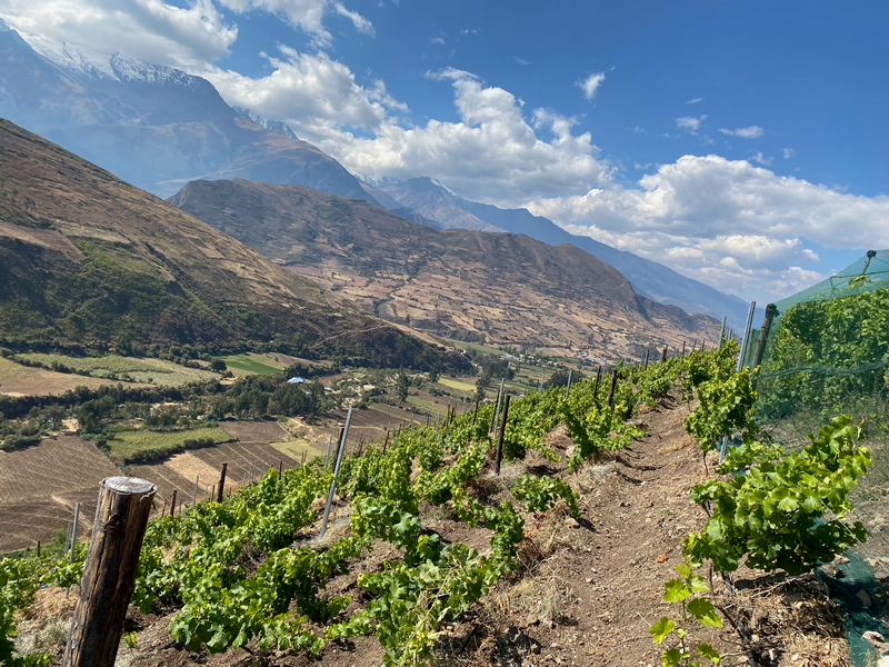 Apu Winery, Peru